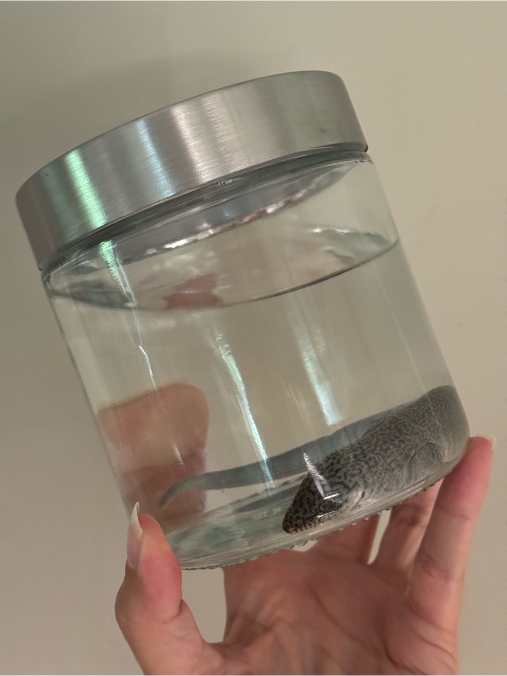 Oddities and Curiosities - preserved day gecko wet specimen